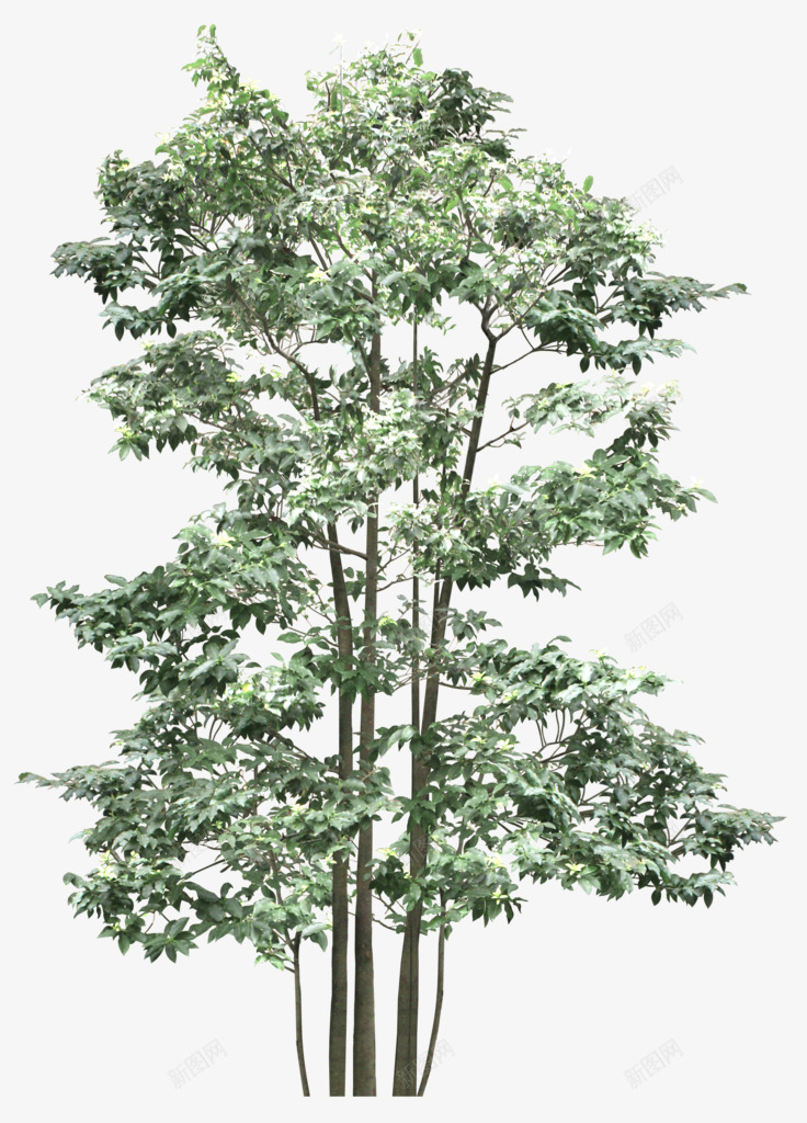 创意合成摄影绿色的大树造型png免抠素材_新图网 https://ixintu.com 创意 合成 大树 摄影 绿色 造型