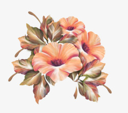 漂亮的牵牛花图片美丽的花朵高清图片