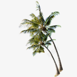 夏日海滩上的椰子树素材