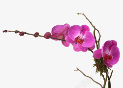 绿色枝头一枝花紫色花朵高清图片