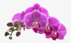 两盘美丽的花紫色花朵高清图片
