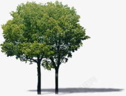 大树美景绿化效果素材