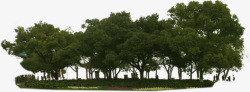 湿地公园大树茂密素材
