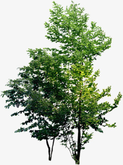 绿化景观植物大树素材