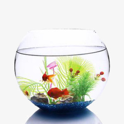 装饰图案彩色水草和鱼在鱼缸里素材