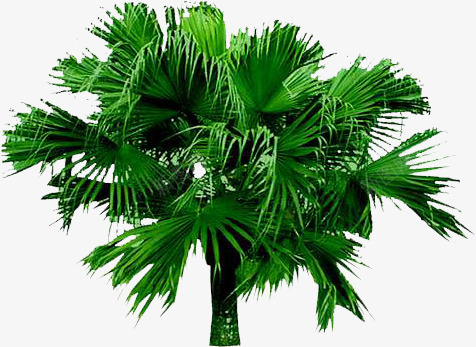 绿色大树园林植物装饰png免抠素材_新图网 https://ixintu.com 园林 大树 植物 绿色 装饰