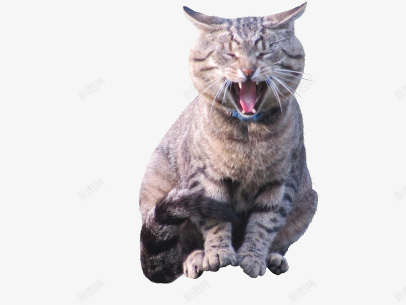 张嘴的小猫png免抠素材_新图网 https://ixintu.com 动物 小猫 张嘴 花猫 褐色