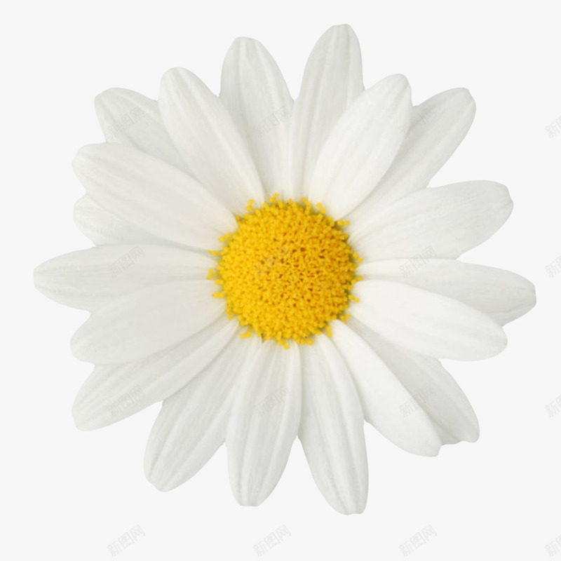 白色有观赏性盛开的葵类一朵大花png图片免费下载 素材0qvjpkwee 新图网