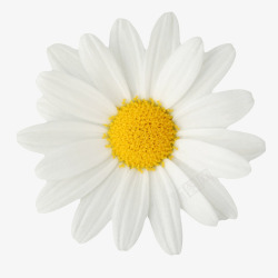 葵类白色有观赏性盛开的葵类一朵大花高清图片