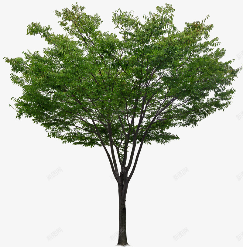绿色大树创意摄影树木png免抠素材_新图网 https://ixintu.com 创意 大树 摄影 树木 绿色