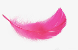 彩色飘落粉色的羽毛片高清图片