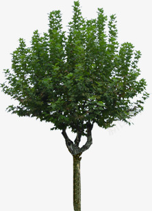 挺拔的绿色植物大树png免抠素材_新图网 https://ixintu.com 大树 挺拔 绿色植物