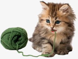 猫玩毛线球玩毛线的猫咪高清图片