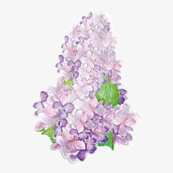 紫色开花素材