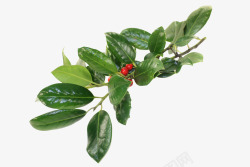 带果子的绿色植物枸骨叶冬青叶子红色果子高清图片