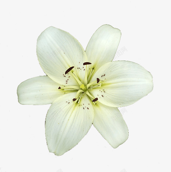 白色花朵好看png免抠素材_新图网 https://ixintu.com 白色 美丽 花朵 花瓣