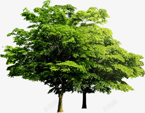 绿色植物海报绿色大树png免抠素材_新图网 https://ixintu.com 大树 海报 绿色 绿色植物