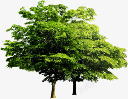 绿色植物海报绿色大树素材