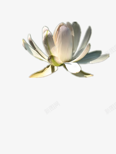 阳光下的花朵png免抠素材_新图网 https://ixintu.com 图片 影子 素材 美丽