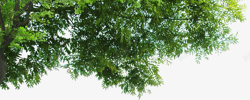 绿色清新大树景观植物png免抠素材_新图网 https://ixintu.com 大树 景观 植物 清新 绿色