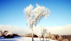 冬日树木美丽角度素材