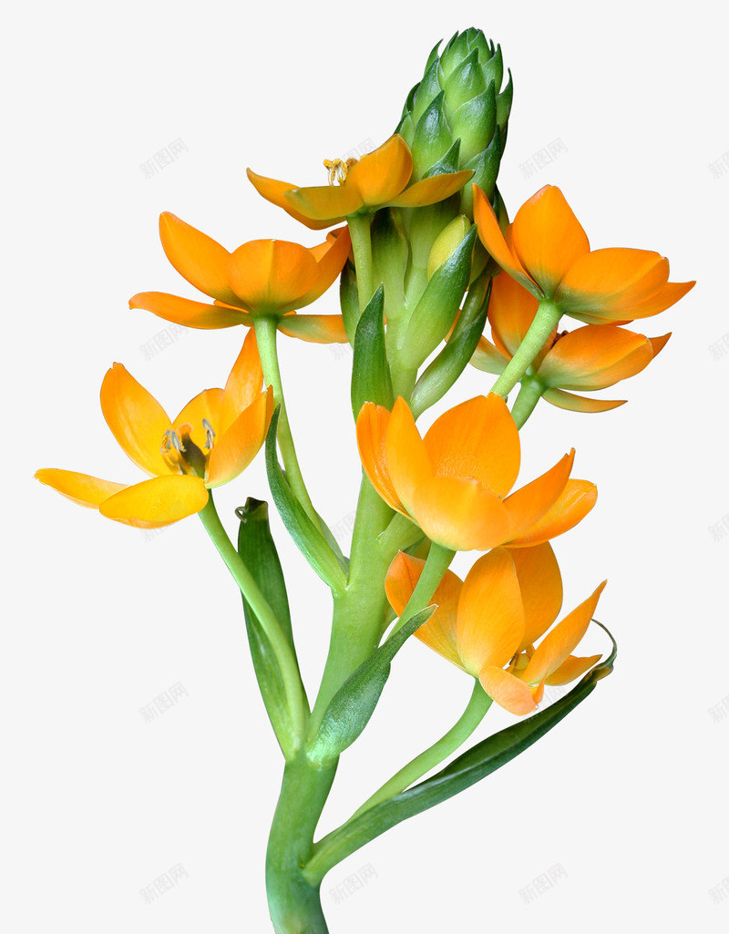 美丽绽放的黄色花朵png免抠素材_新图网 https://ixintu.com 植物 花卉 装饰 黄色