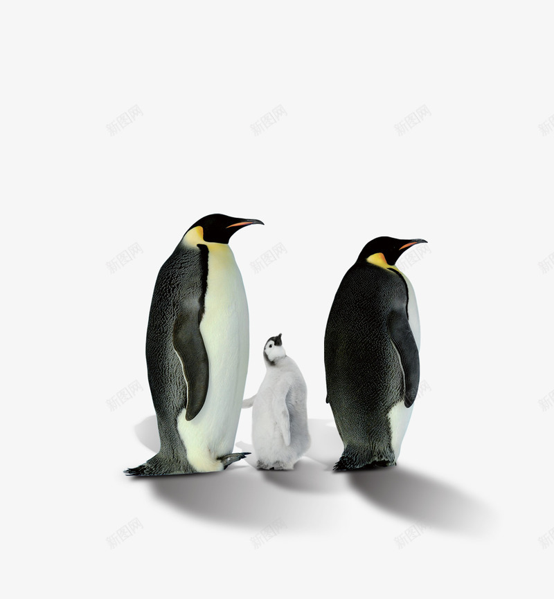 企鹅png免抠素材_新图网 https://ixintu.com 三只企鹅 企鹅 南极