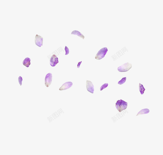 紫色飘舞花瓣png免抠素材_新图网 https://ixintu.com 漂浮 紫色 紫色素材 花瓣 花瓣素材