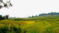 绿油油的大树广阔的稻田高清图片