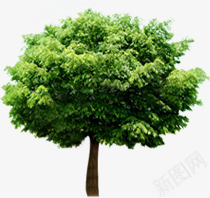 摄影公园里的大树植物png免抠素材_新图网 https://ixintu.com 公园 大树 摄影 植物