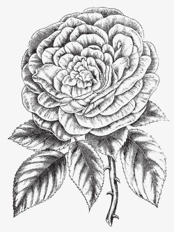手绘的花手绘带叶玫瑰花高清图片