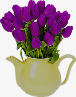 紫色的郁金香png免抠素材_新图网 https://ixintu.com 一大束花 绿叶 美丽的花朵 黄色洒水壶