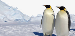 南极可爱企鹅素材