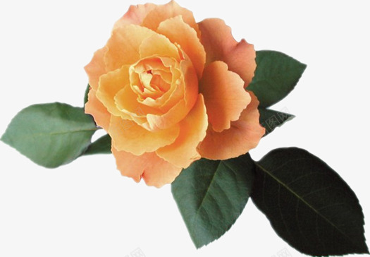 橙色玫瑰花png免抠素材_新图网 https://ixintu.com 一枝花 七叶 绿色叶子 美丽的花 花朵