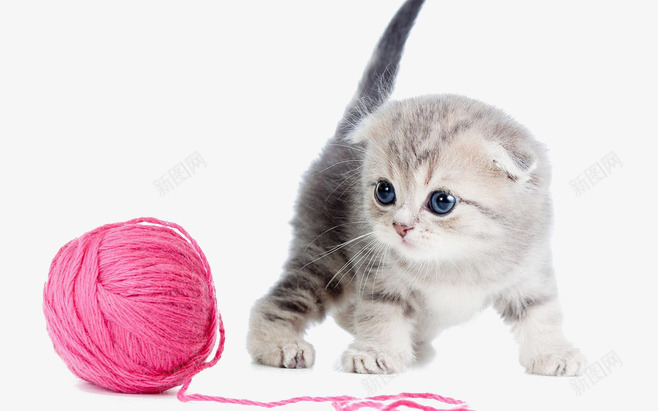 小猫与毛线png免抠素材_新图网 https://ixintu.com 动物素材 宠物 小猫 毛线 红色