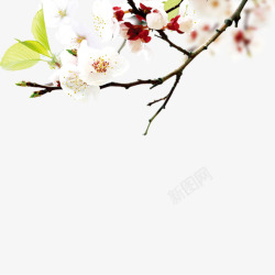 白色枝叶漂浮桃花高清图片