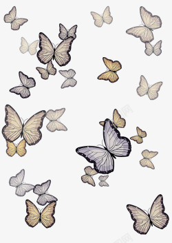 蝴蝶群飞舞的蝴蝶们高清图片
