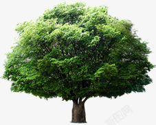 清新绿色大树茂密素材