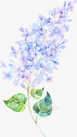 紫色丁香花漂浮花高清图片