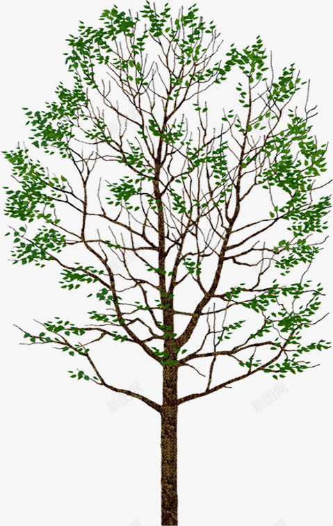 唯美绿色清晰大树png免抠素材_新图网 https://ixintu.com 唯美 大树 清晰 绿色 背景 装饰