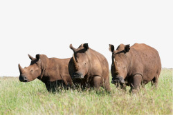 三只犀牛实景草原上的三只犀牛高清图片