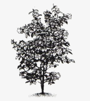 创意合成效果植物大树png免抠素材_新图网 https://ixintu.com 创意 合成 大树 效果 植物