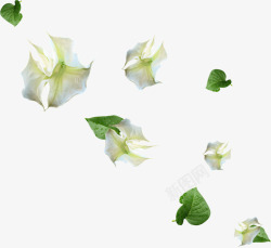 灯笼叶子漂浮的白色花朵高清图片