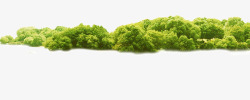 树林灌木绿色的小树林高清图片