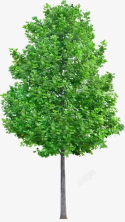 摄影绿色的大树树木素材