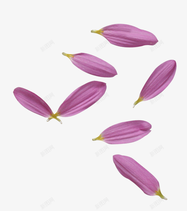 紫色花瓣png免抠素材_新图网 https://ixintu.com 漂浮 漂浮素材 紫色 花瓣