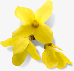 黄色春天花朵景色素材
