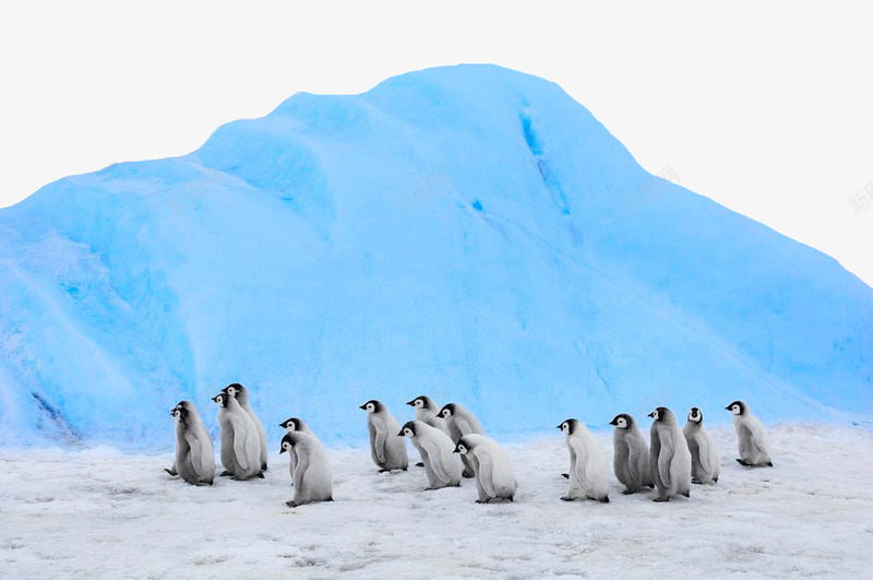南极雪和企鹅png免抠素材_新图网 https://ixintu.com 南极 南极雪 南极雪和企鹅 旅游景区 著名景点