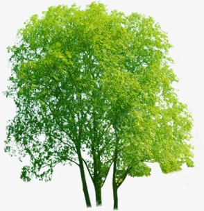 清新绿色大树装饰景观png免抠素材_新图网 https://ixintu.com 大树 景观 清新 绿色 装饰