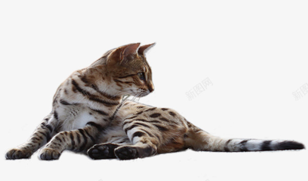 坐着的猫咪png免抠素材_新图网 https://ixintu.com 动物 宠物 小猫 猫咪